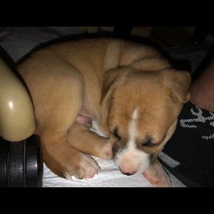 Meet your Posher, George